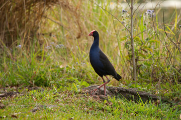 Naklejka premium Purple swanphen on the edge of a lake in Queensland, Australia 