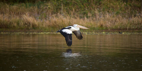 Australian pelican flying over a lake in Queensland, Australia 