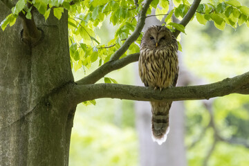 Ural owl (Strix uralensis) sitting on a branch in the forest. wildlife