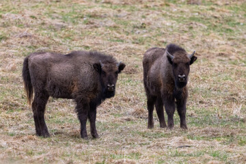 The wild European bison - Bison bonasus in the protected area Poloniny in Slovakia. 