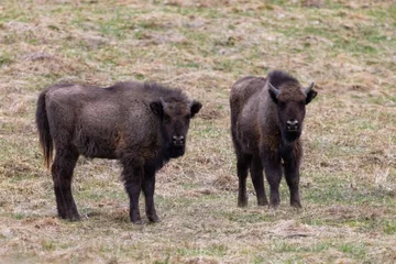 Fototapeten The wild European bison - Bison bonasus in the protected area Poloniny in Slovakia.  © Branislav