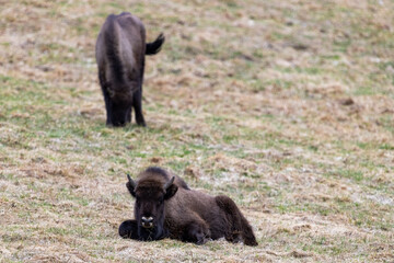 The wild European bison - Bison bonasus in the protected area Poloniny in Slovakia. 