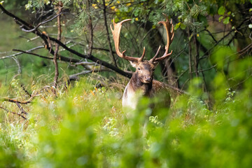 Beautiful fallow deer male (dama dama) in autumn forest.