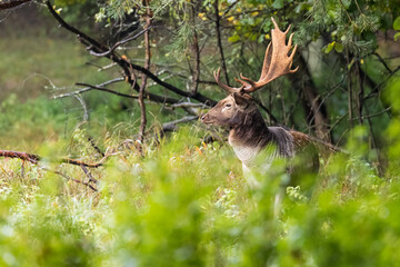 Beautiful fallow deer male (dama dama) in autumn forest.