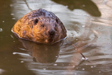 Eurasian beaver (Castor fiber), large rodent swimming in the river in its natural habitat. Wildlife.