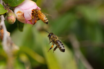 European bee in a botanical garden in Queensland, Australia