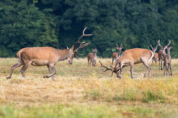 Naklejka na ściany i meble Two red deer stags fighting during rutting season