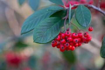 Obraz premium Cotoneaster coriaceus ornamental plant with red fruits and dark green foliage. autumn background with red berries