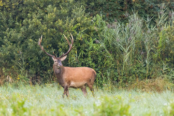 Red Deer (Cervus elaphus) on pasture.  Wildlife scenery