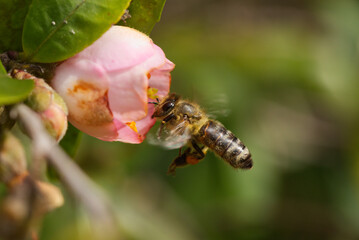 European bee in a botanical garden in Queensland, Australia