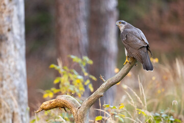 Goshawk sittings in the branch in the forest (Accipiter gentilis)