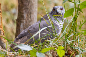Goshawk sittings in the branch in the forest (Accipiter gentilis)