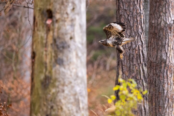 Birds of prey - Common buzzard (Buteo buteo) flies in the autumn woods. Wildlife scenery. Predator.