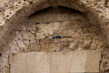 Doves are siting on the wall of old city of Jerusalem, under a half-erased inscription in Arabic