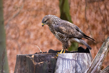 Birds of prey - Common buzzard (Buteo buteo) in the autumn woods. Wildlife scenery. Predator.