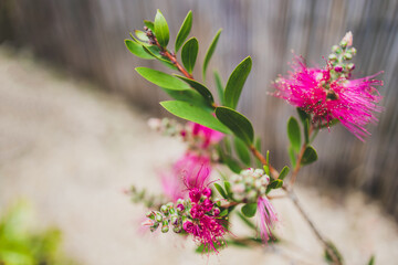 native Australian pink bottlebrush callistemon plant outdoor in beautiful tropical backyard
