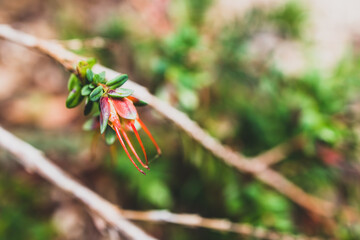 close-up native Australian Darwinia plant also called Mountain Bells  shot at shallow depth of field