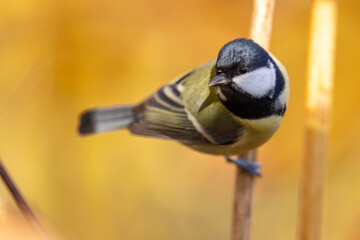 Parus major, Great tit in the reeds.