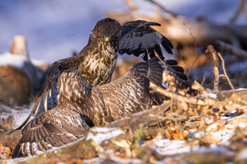 Common buzzard (Buteo buteo) in the winter forest. Wildlife scenery. Birds of prey - Predator...