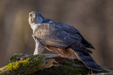 Goshawk sittings in the branch in the forest (Accipiter gentilis)