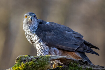Goshawk sittings in the branch in the forest (Accipiter gentilis)