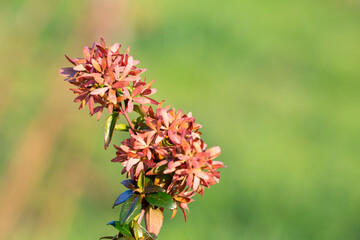 Beautiful pink jungle geranium spike flower. King Ixora blooming Ixora chinensis . Rubiaceae flower
