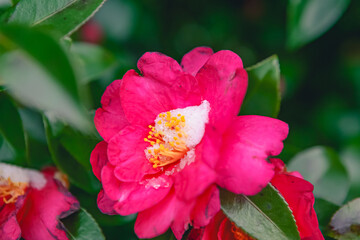 Camellia flower buried in snow
flower