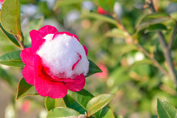 Camellia flower buried in snow
flower