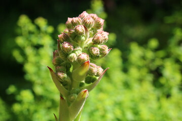 Sempervivum tectorum rojnik murowy