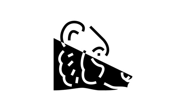 bear animal zoo glyph icon animation