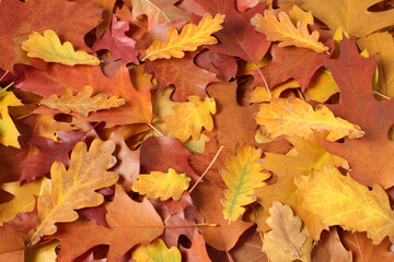 Naklejka na ściany i meble Autumn background - dried brown, red, purple, orange, yellow oak leaves. Top down view
