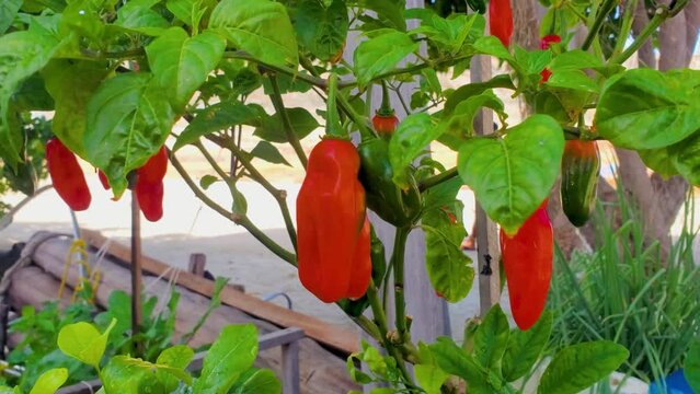 Garden Plant with red and green chili peppers Hanging On Chili Plant, close up
