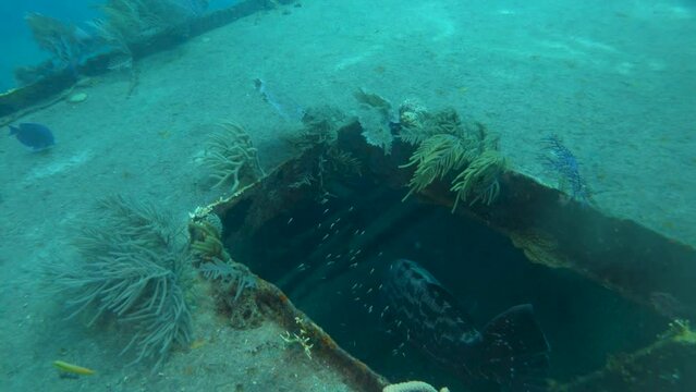 Giant Grouper near a shipwreck in the bahamas