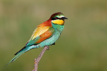 European Bee eater