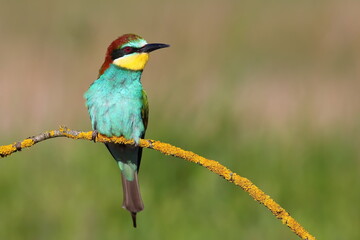 bee eater bird