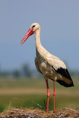 White Stork