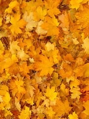 autumn leaves background