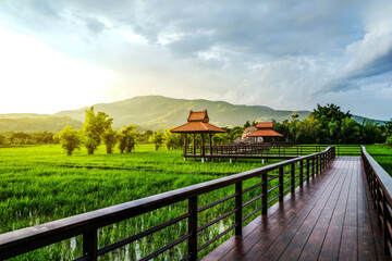 Walkway along a rice field with cottage and mountain background landscape
