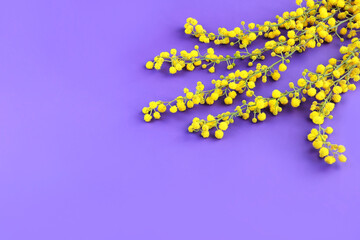 small round flowers of natural yellow mimosa on branches on a purple background