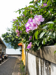 Fototapeta na wymiar Mansoa alliacea( garlic vine) flowers on brick wall