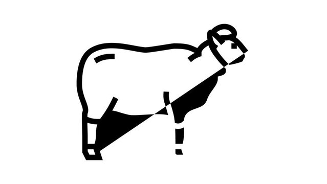 wool sheep line icon animation