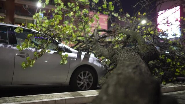 Natural street catastrophe after heavy storm wind, old fallen tree broke parked car and blocked road traffic. Car property destruction after hurricane, problem of climate change and unexpected weather