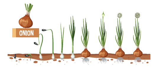 Life cycle of onion plant diagram