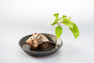 Close-up of a small hydroponic potted plant