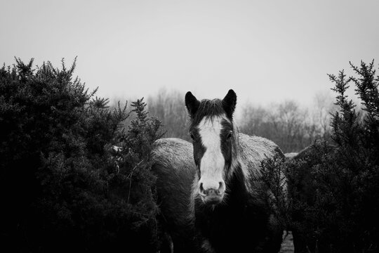 Greyscale shot of a white-faced dark horse surrounded by bushes in the forest