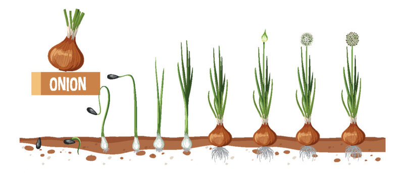 Life cycle of onion plant diagram