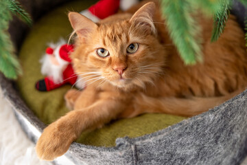 Red cat lies in a cat bed under the Christmas tree.Selective focus
