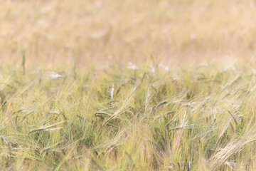 Fototapeta premium grain harvest background crisis farming