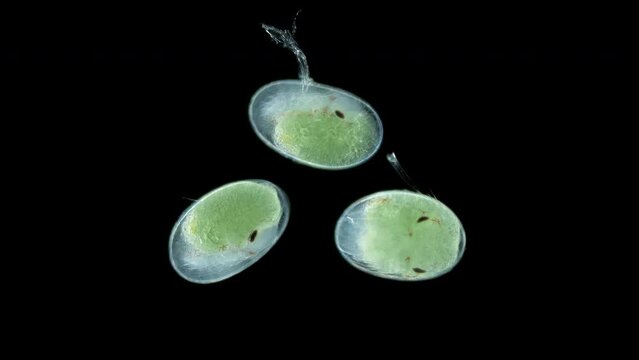 Shrimp egg Neocaridina heterpoda with embryos inside under microscope, Atyidae family. This is a freshwater species that is often kept in an aquarium.