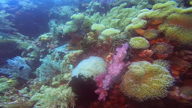 A close-up of a cameraman filming reefs of extraordinary beauty. Then he slowly moves away from them and now, all the greatness of the marine flora is already visible.